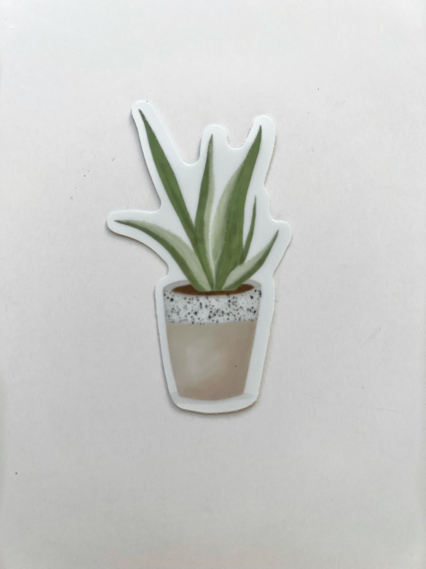 Aloe Plant