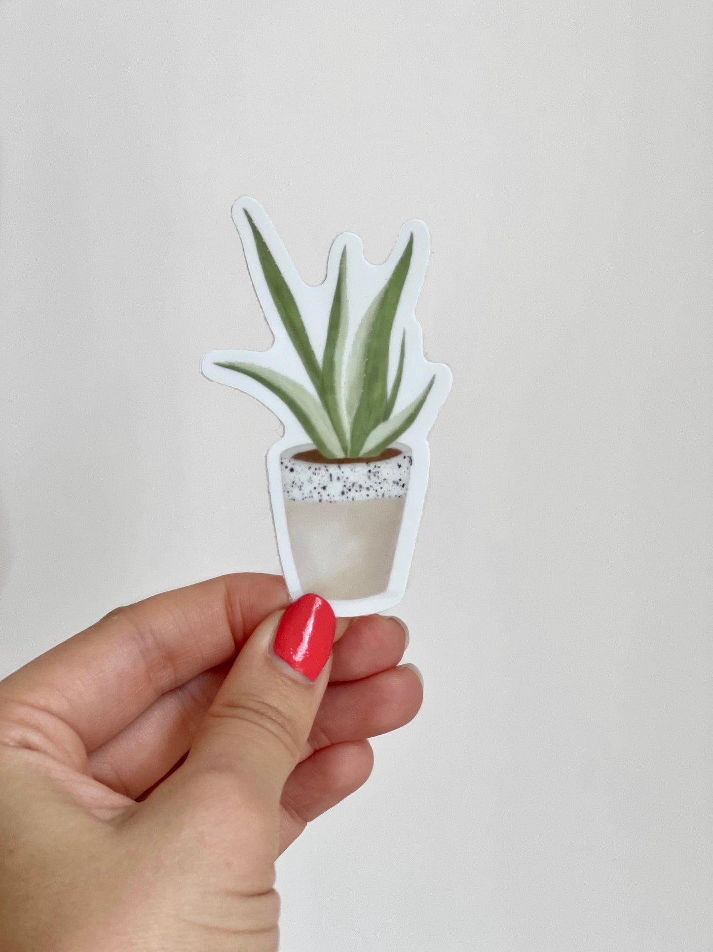 Aloe Plant